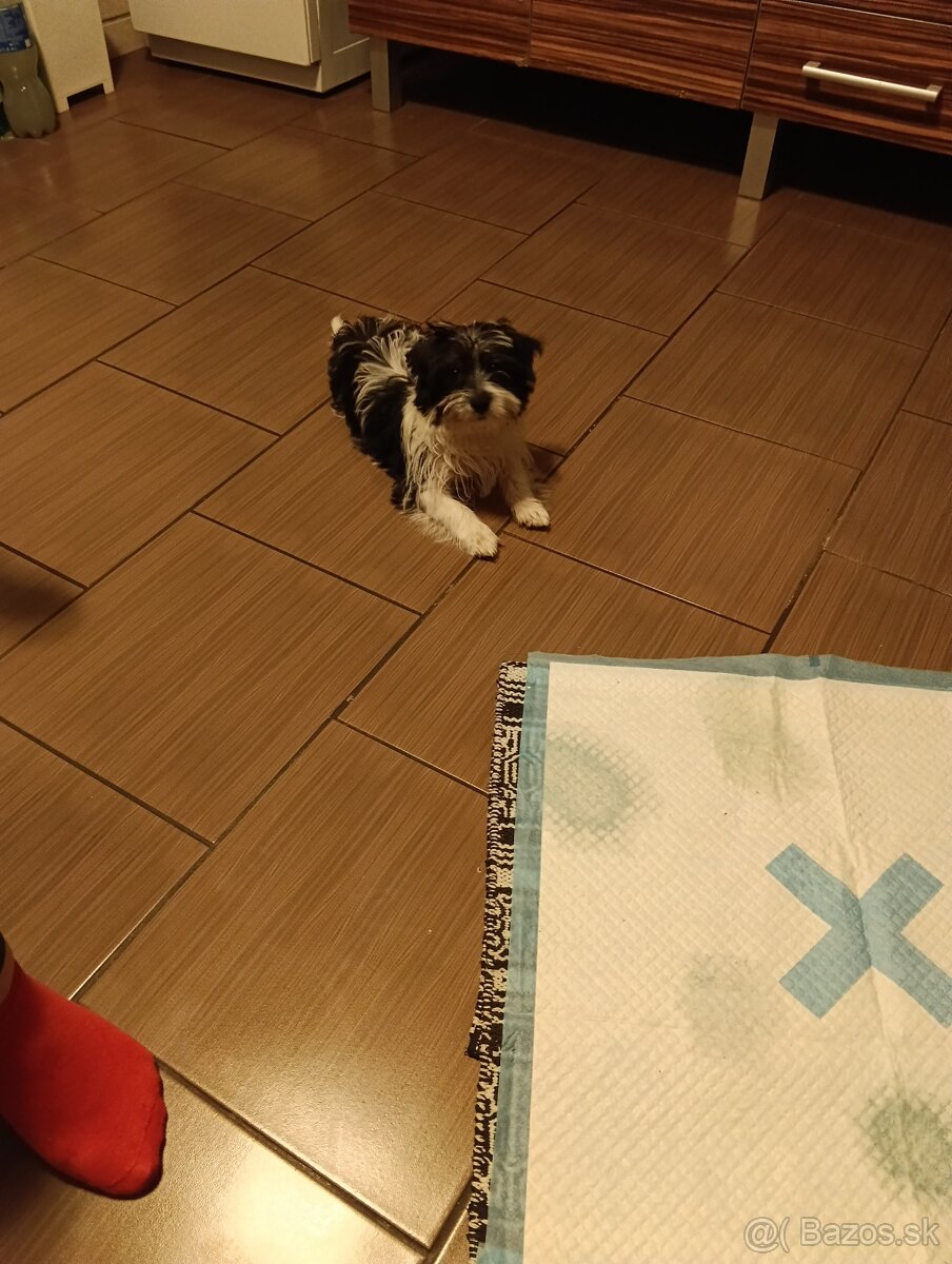 Predám yorksirskeho teriéra-biewera