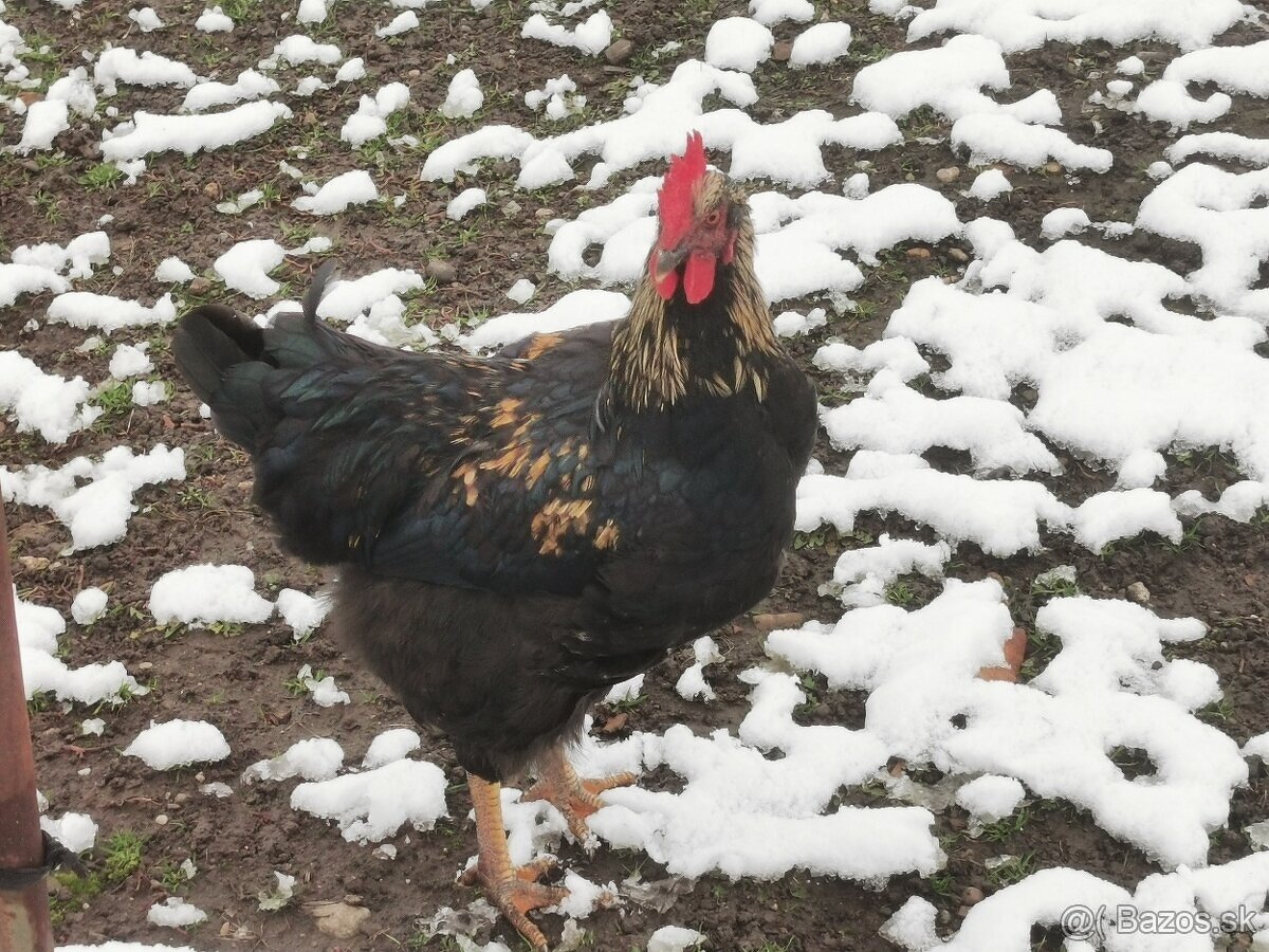 3. Predám mladého kohúta