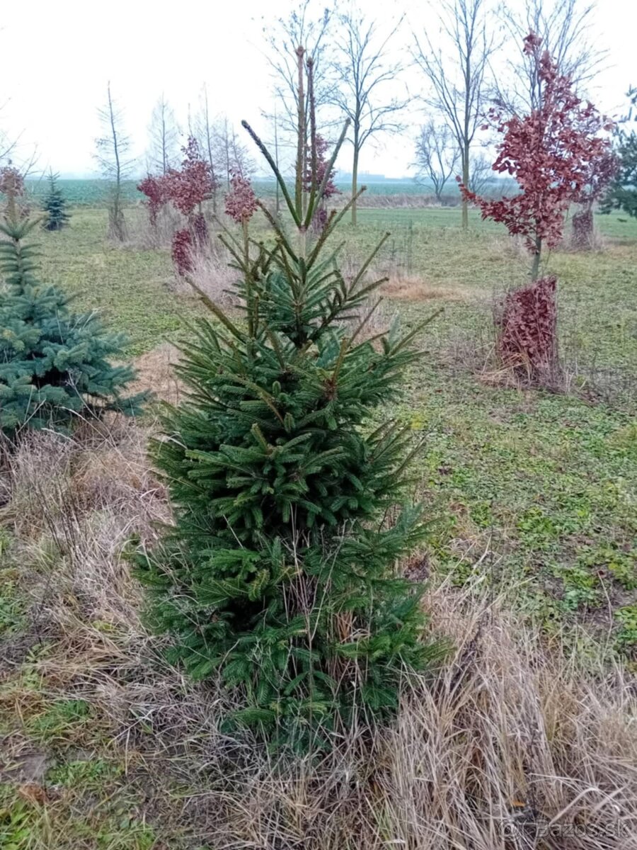 VIANOCNY ZIVY STROMCEK