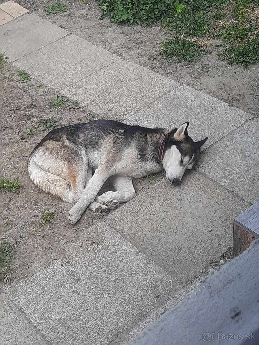 Hľadáme dočasnú opateru