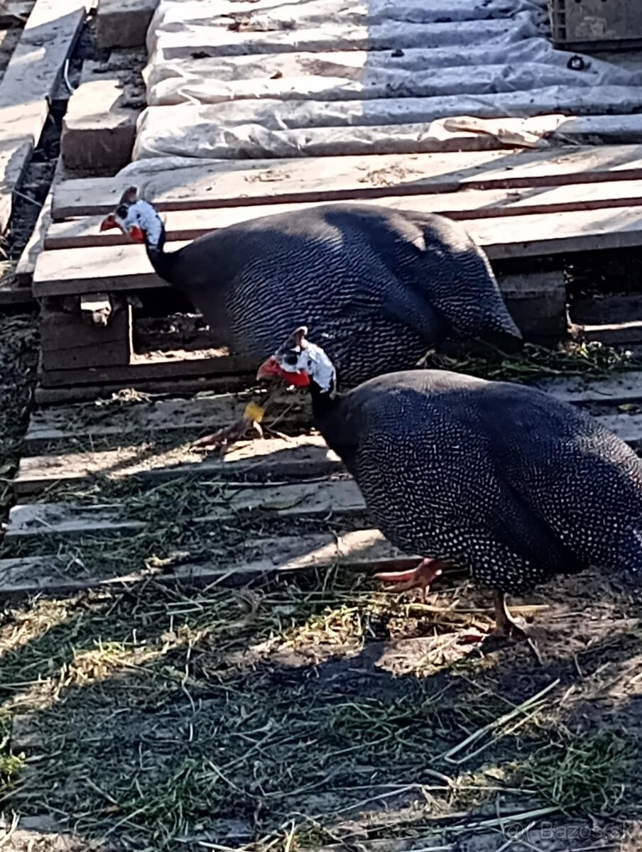 Predám