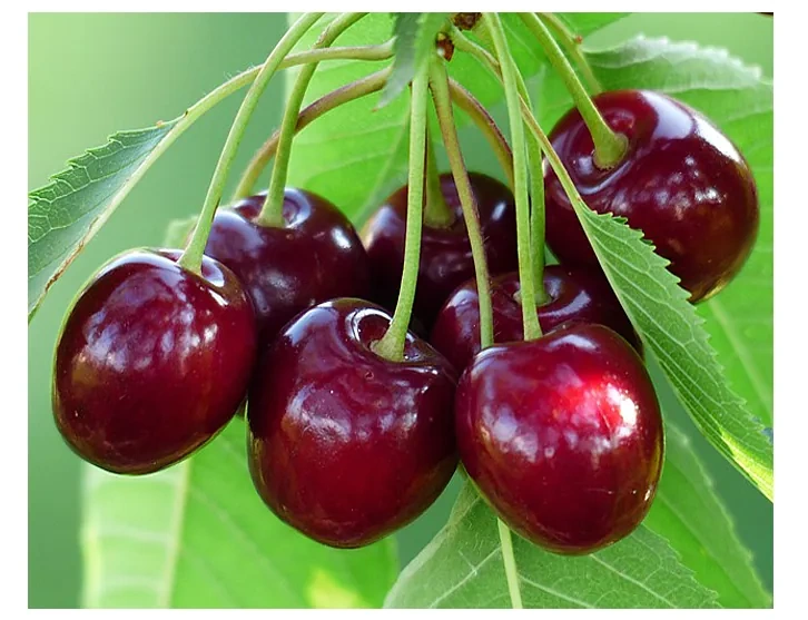 čerešne