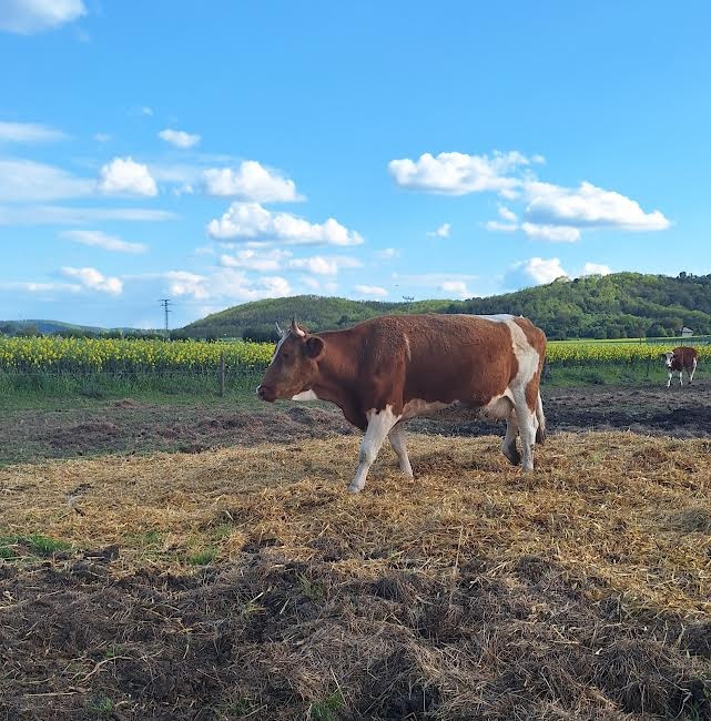 Predám kravu
