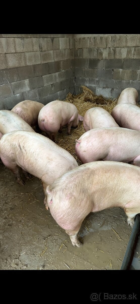 Predám prasatá aj prasiatka