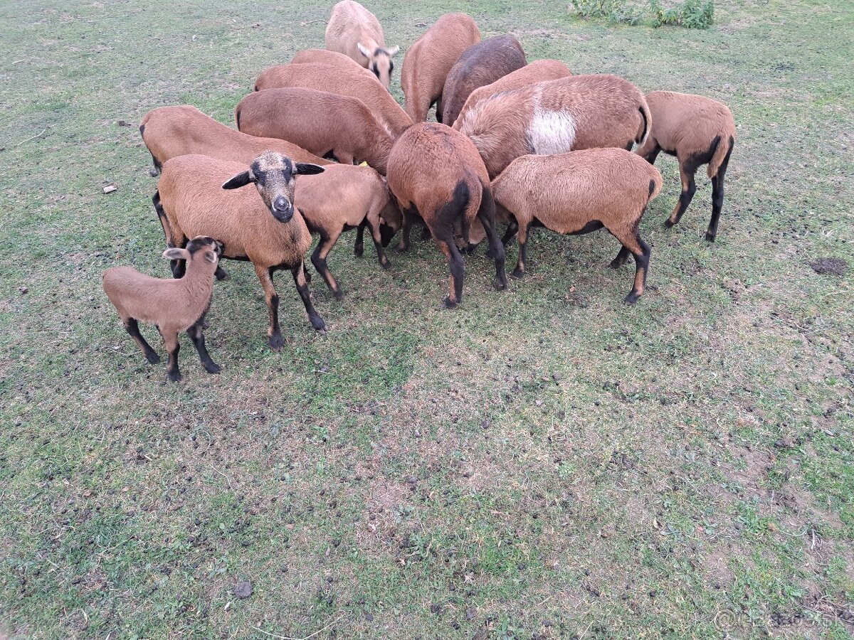 Hospodárske zvieratá