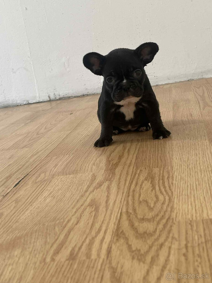 Francúzsky buldog