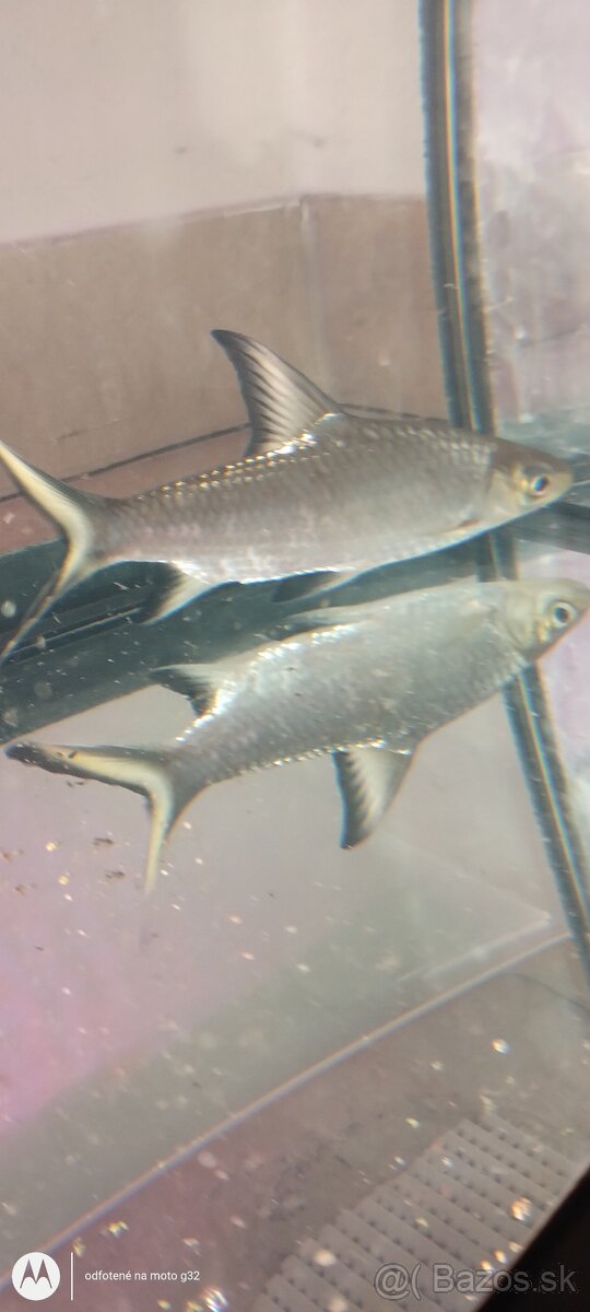 Mrenka pancierničky,