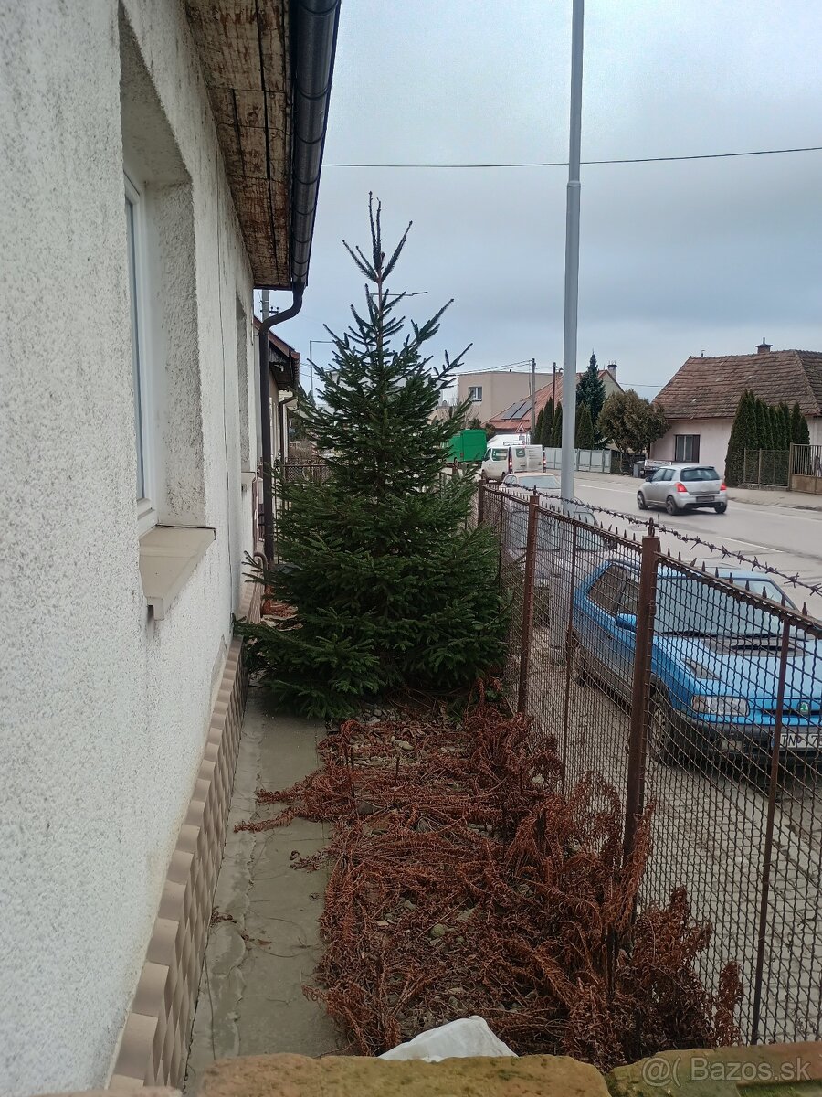 Vianočný živý stromcek