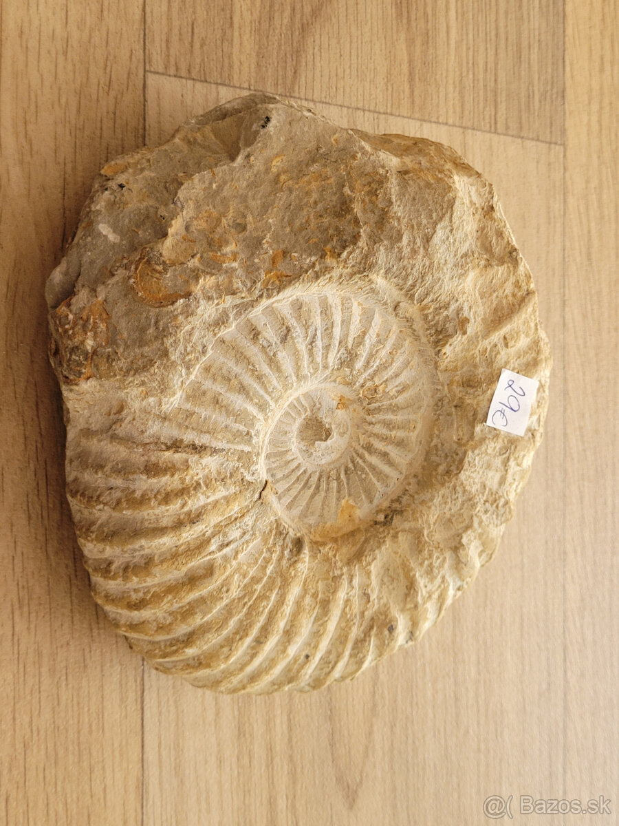Predám skamenelinu - amonit