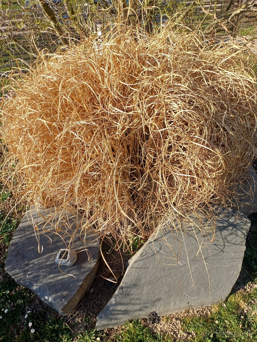 Predám okrasnú trávu