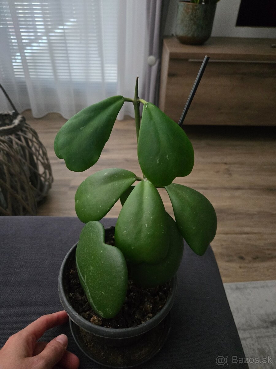 Hoya Kerri