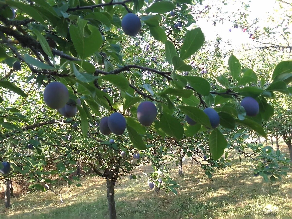 Slivky bez chemického postreku 2 € za kg