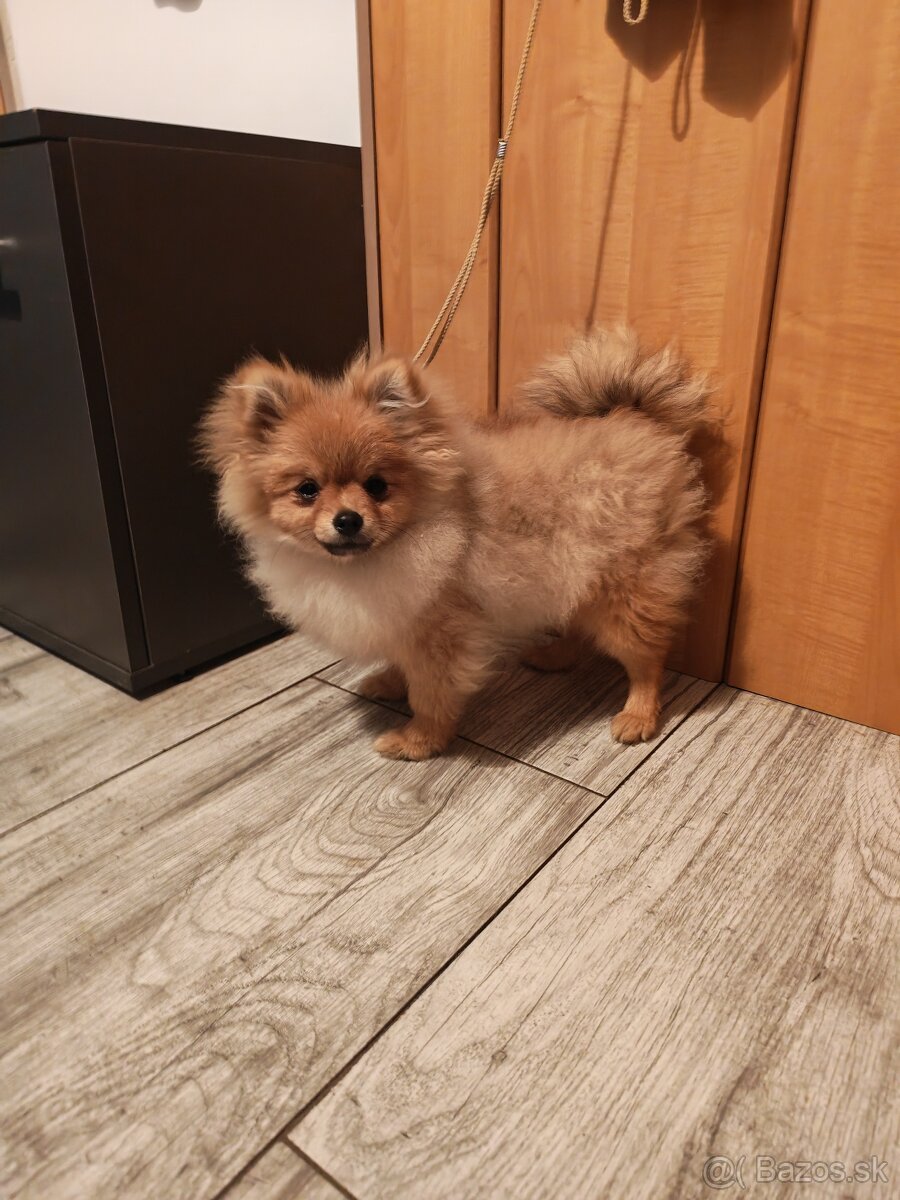 Pomeranian fenka