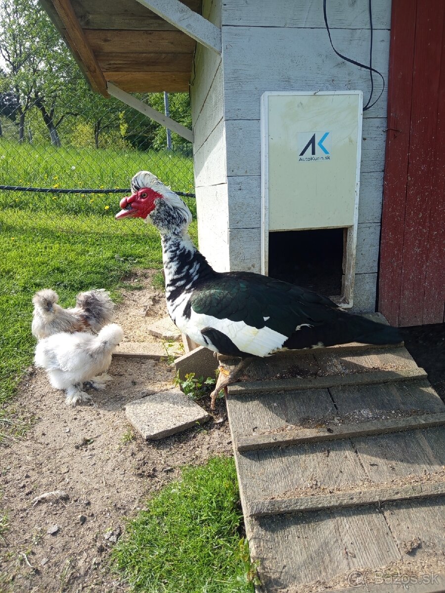 Pižmový káčer