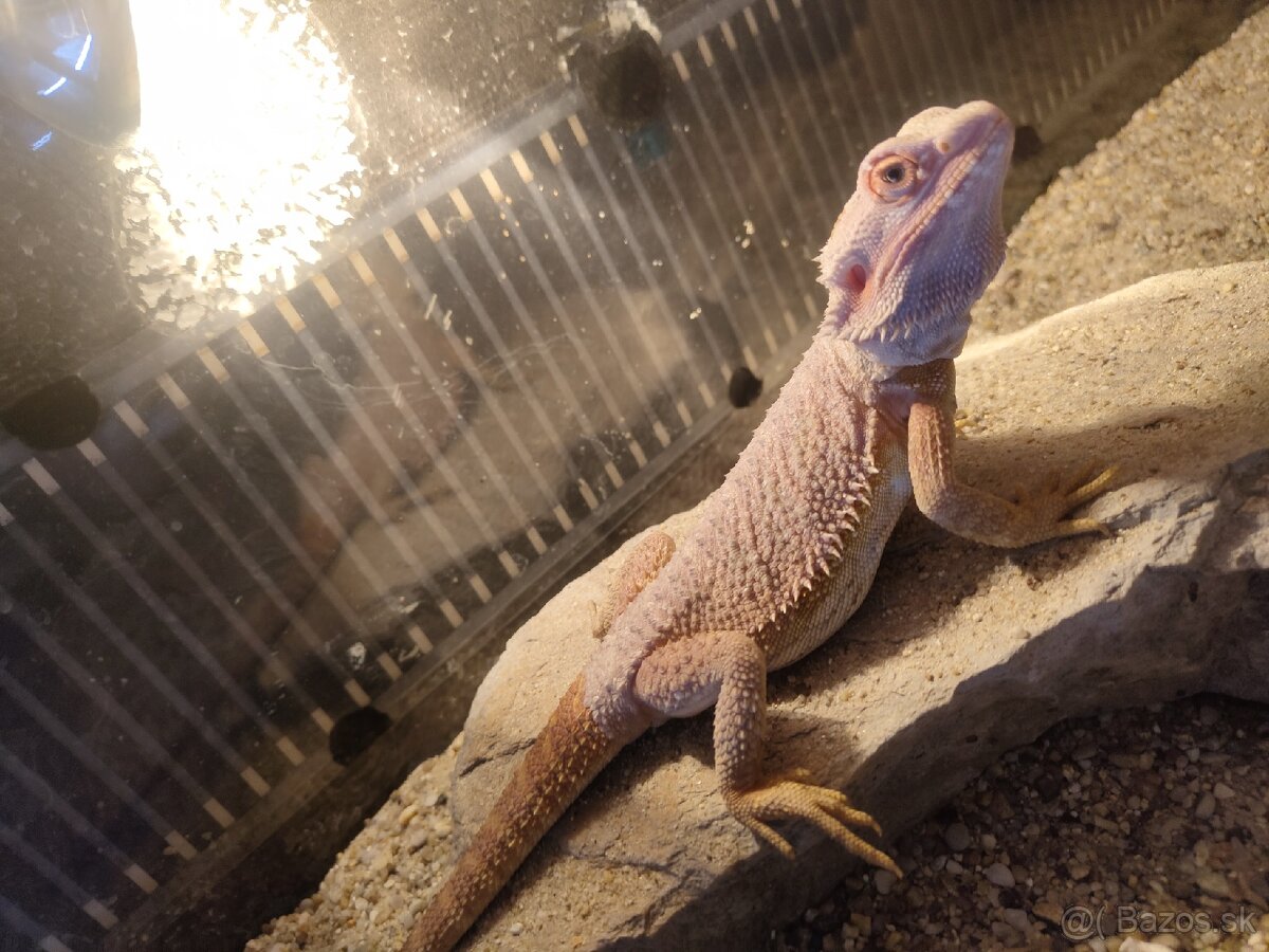 Agama bradatá red
