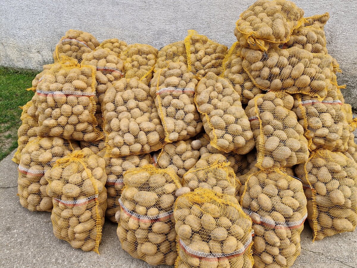 Zemiaky soraya na uskladnenie