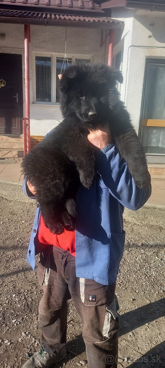 Nemecký ovčiak šteniatka