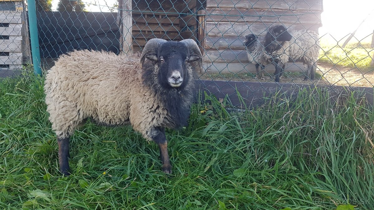 Miniovečky - miniovce