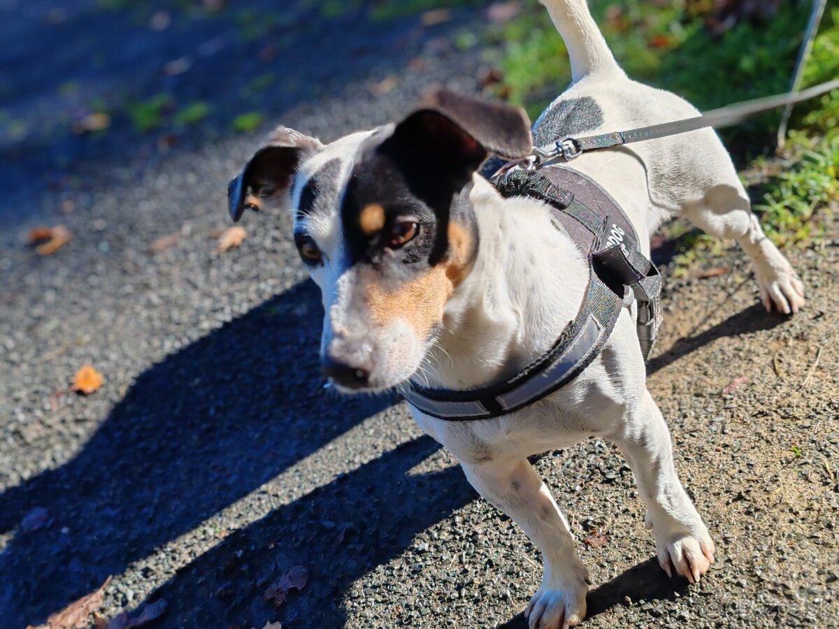 Jack Russel na krytie