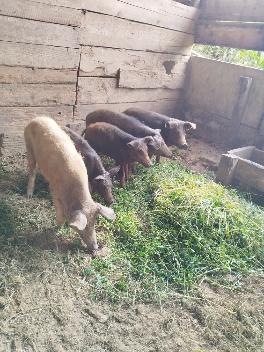 Predám odstavčatá mangalice