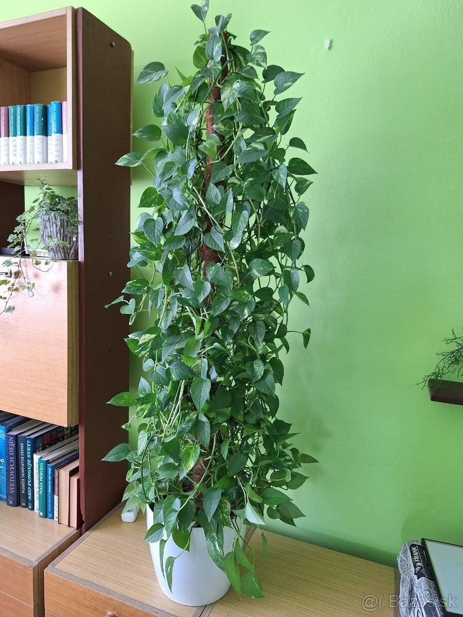 Pothos / divý janko/