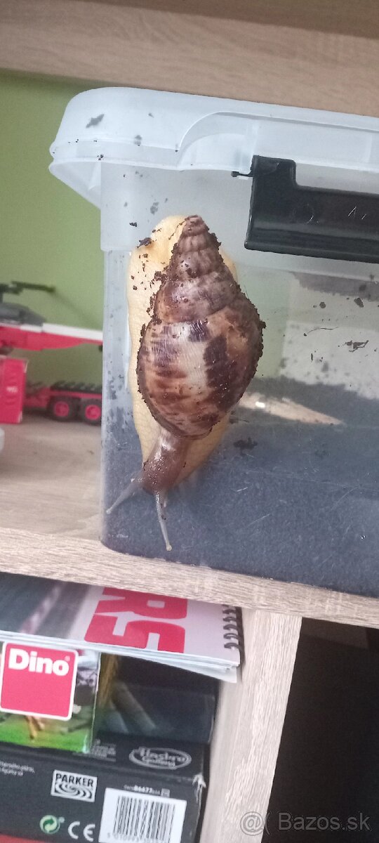 Africký slimák Lissachatina reticulata