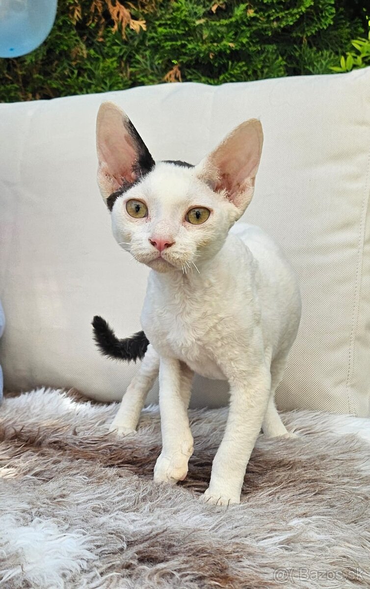 Devon rex kocourek s PP