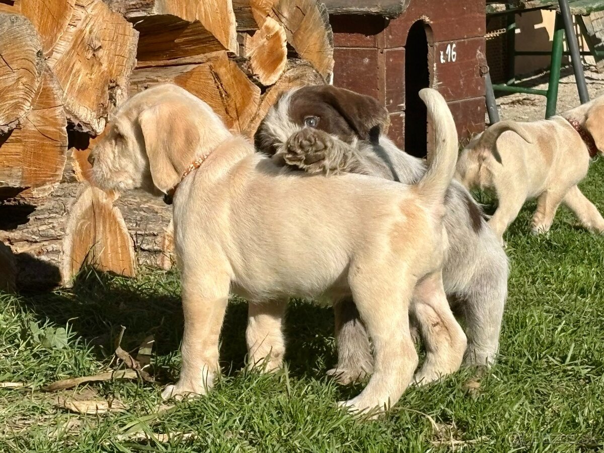 Taliansky spinone