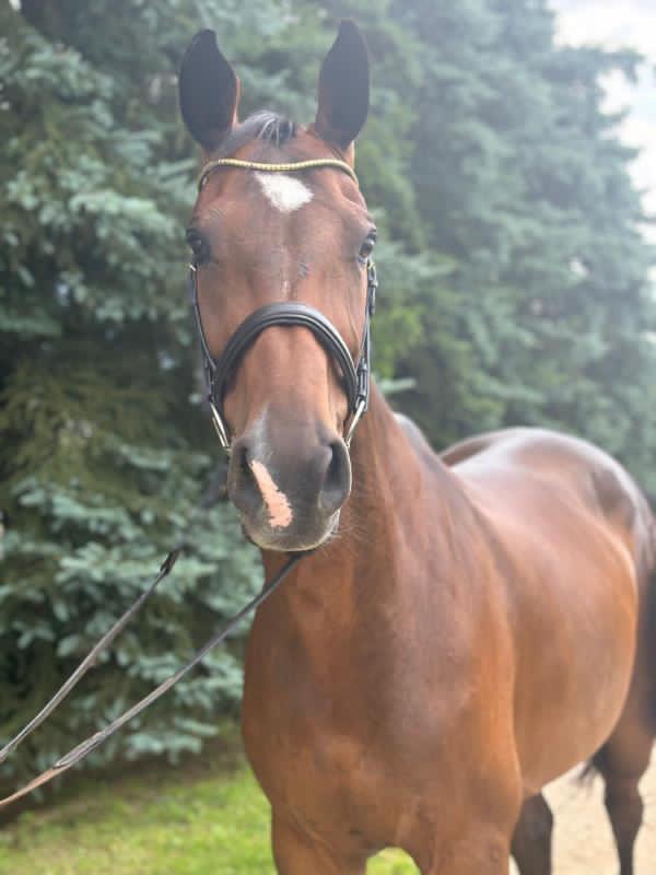 Nová cena nádherná 14r. kobyla na predaj