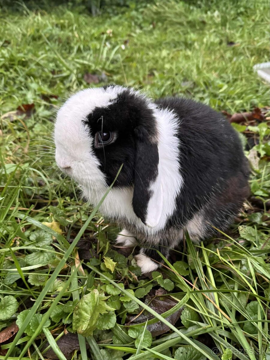 zakrslý baranček Minilop