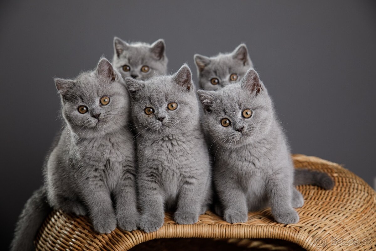 🐱 Hľadáme otrokov Teda... ehm... milujúcich majiteľov