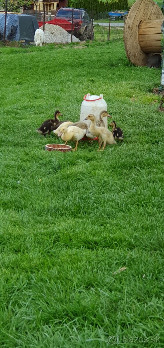 Indické bežce, indický bežec , indicky bezec, indicke bezce,