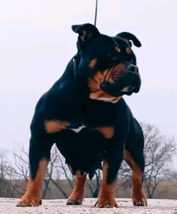 American bully pocket