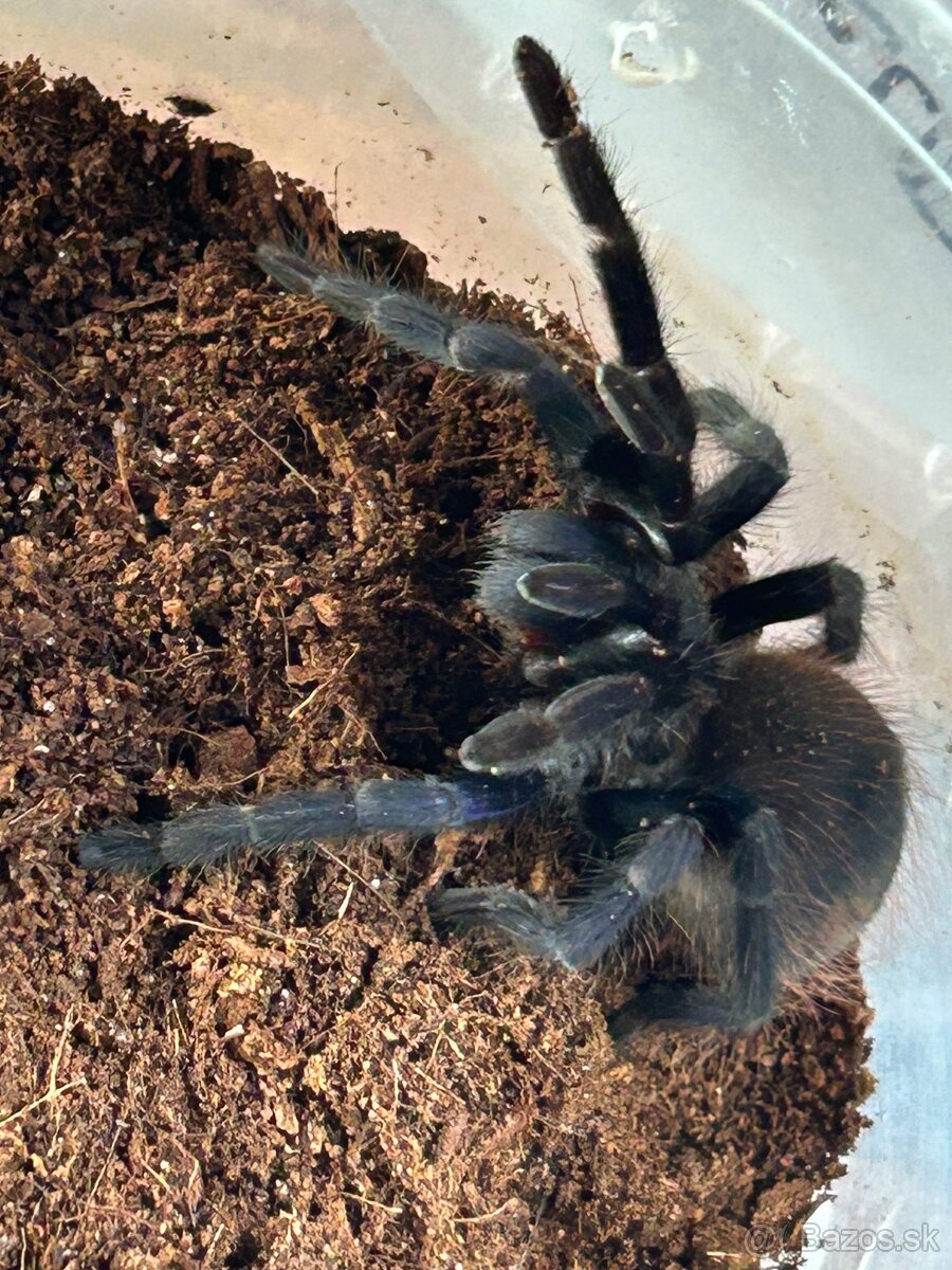 Predam pavúka PTERINOPELMA SAZIMAI