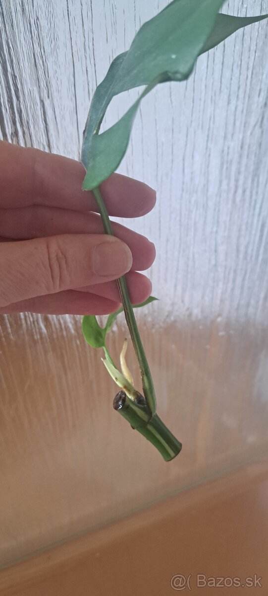 Monstera albo