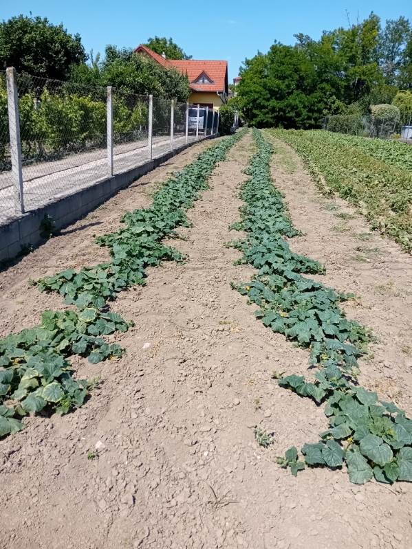 Uhorky nakladačky