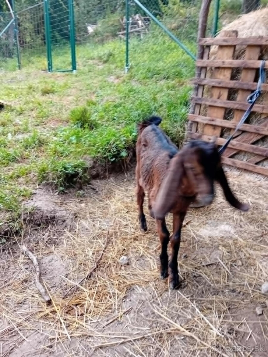 anglonubujska kozicka