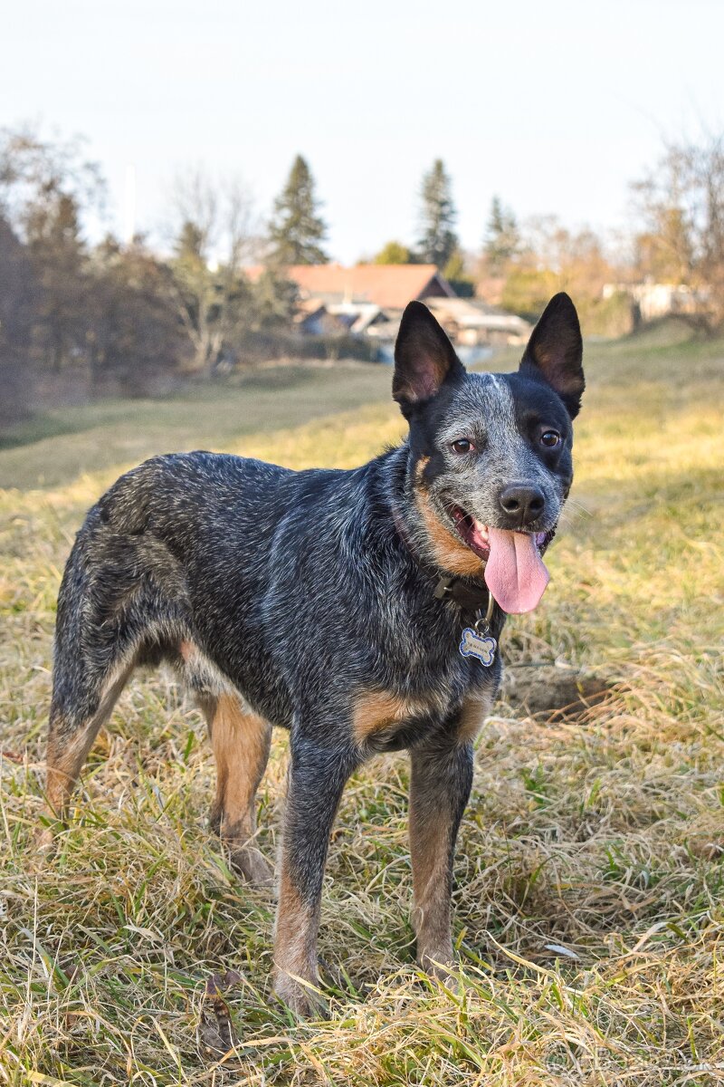 Darujem za veterinárny poplatok
