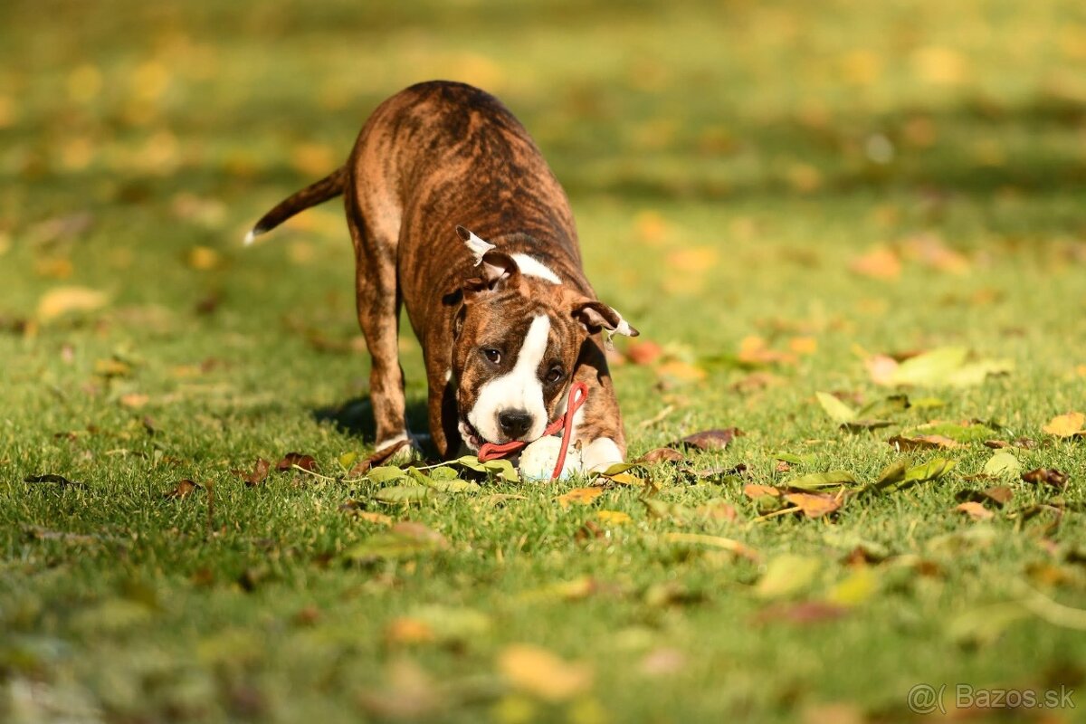 Americký stafordšírsky teriér s PP