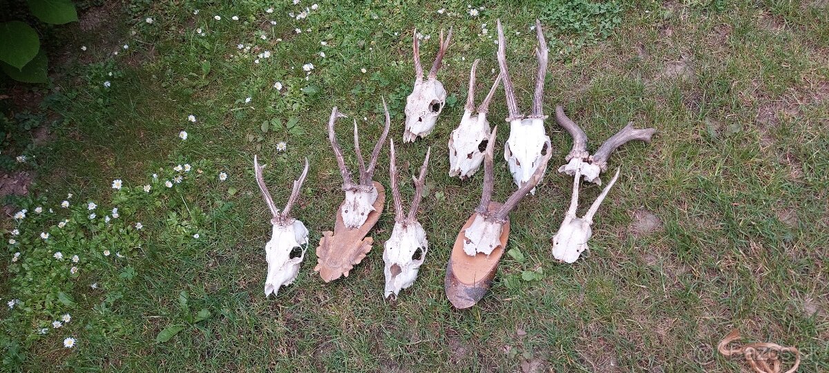 Parohy srnčie a jelenie