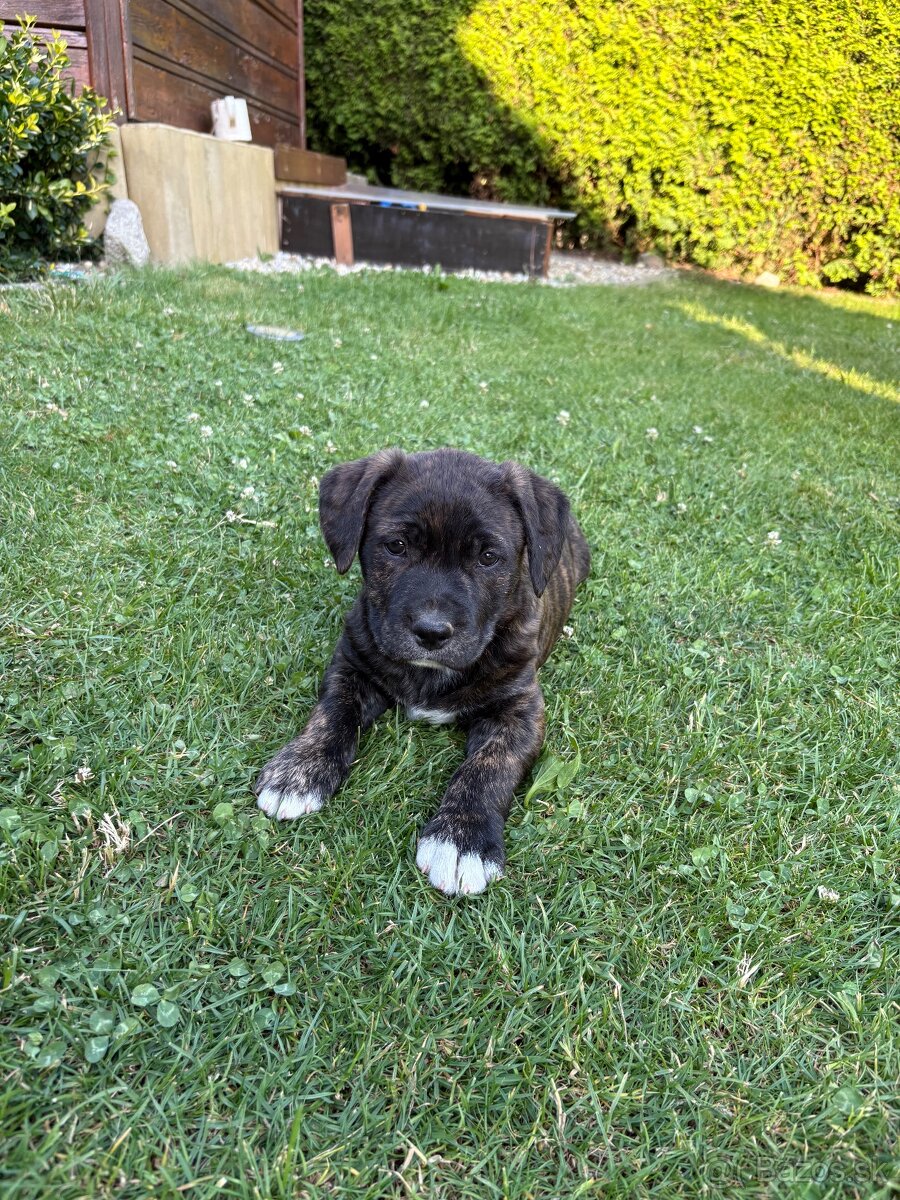 Šteniatko pitbull
