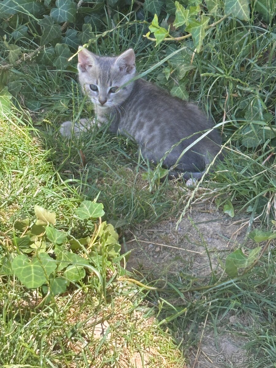 Maciatka