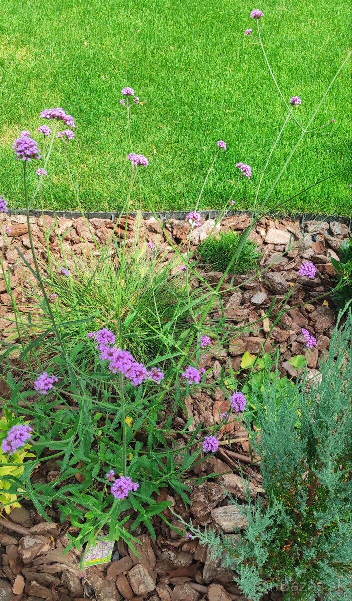 Železník argentínsky - Verbena bonariensis