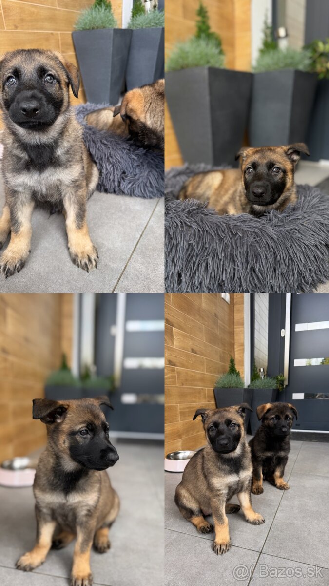 Šteniatka nemeckého ovčiaka