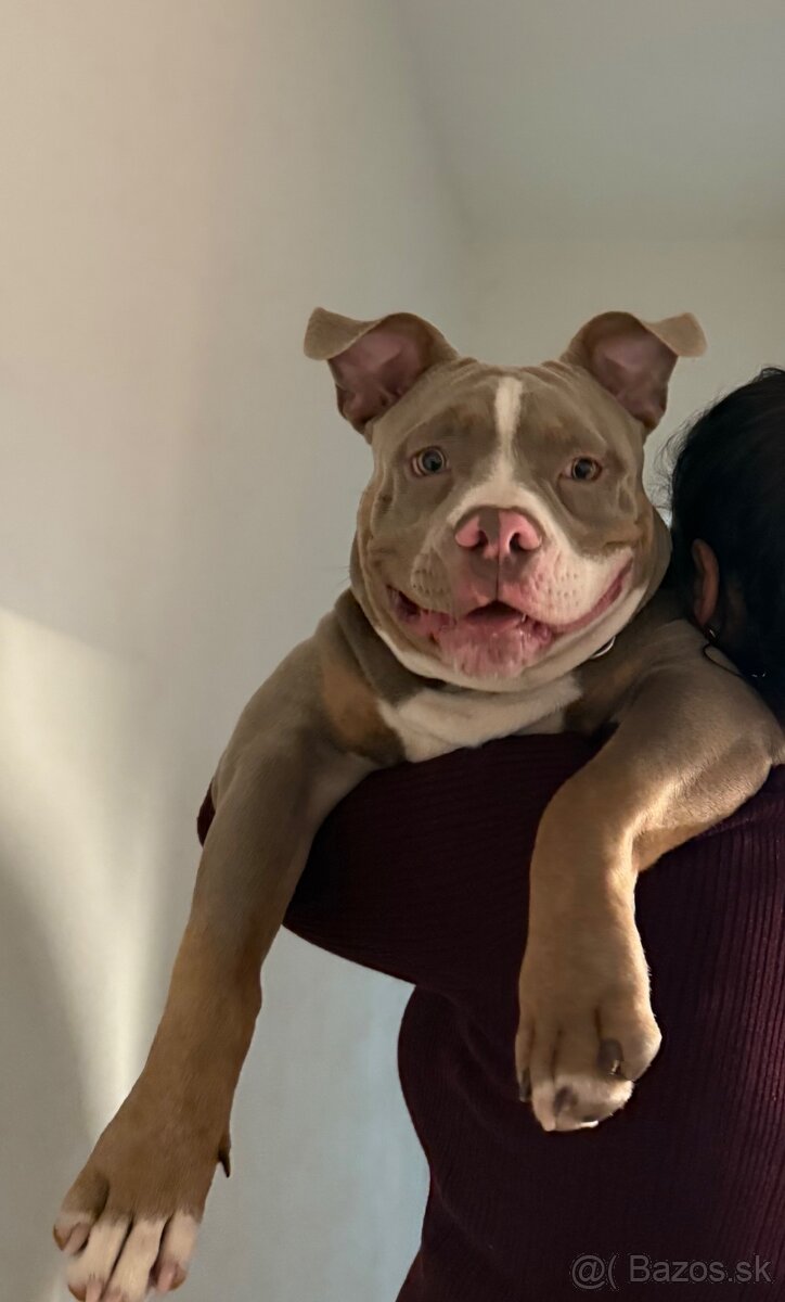 American bully pocket