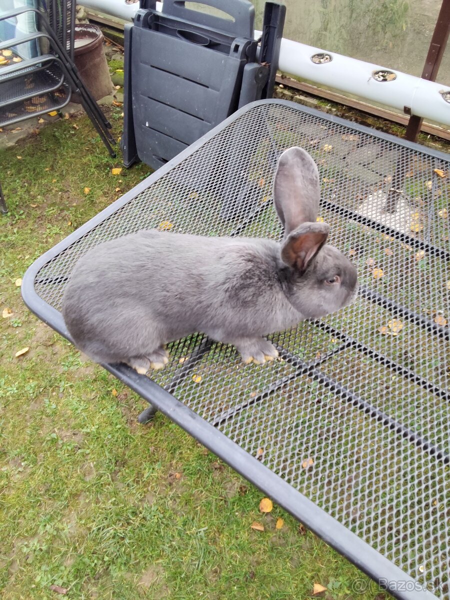 Predám králiky NOS