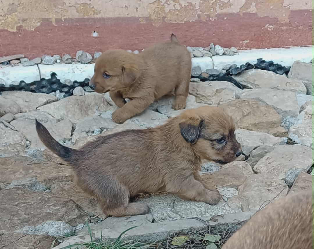 Darujem šteniatka - fenky jazvečíka