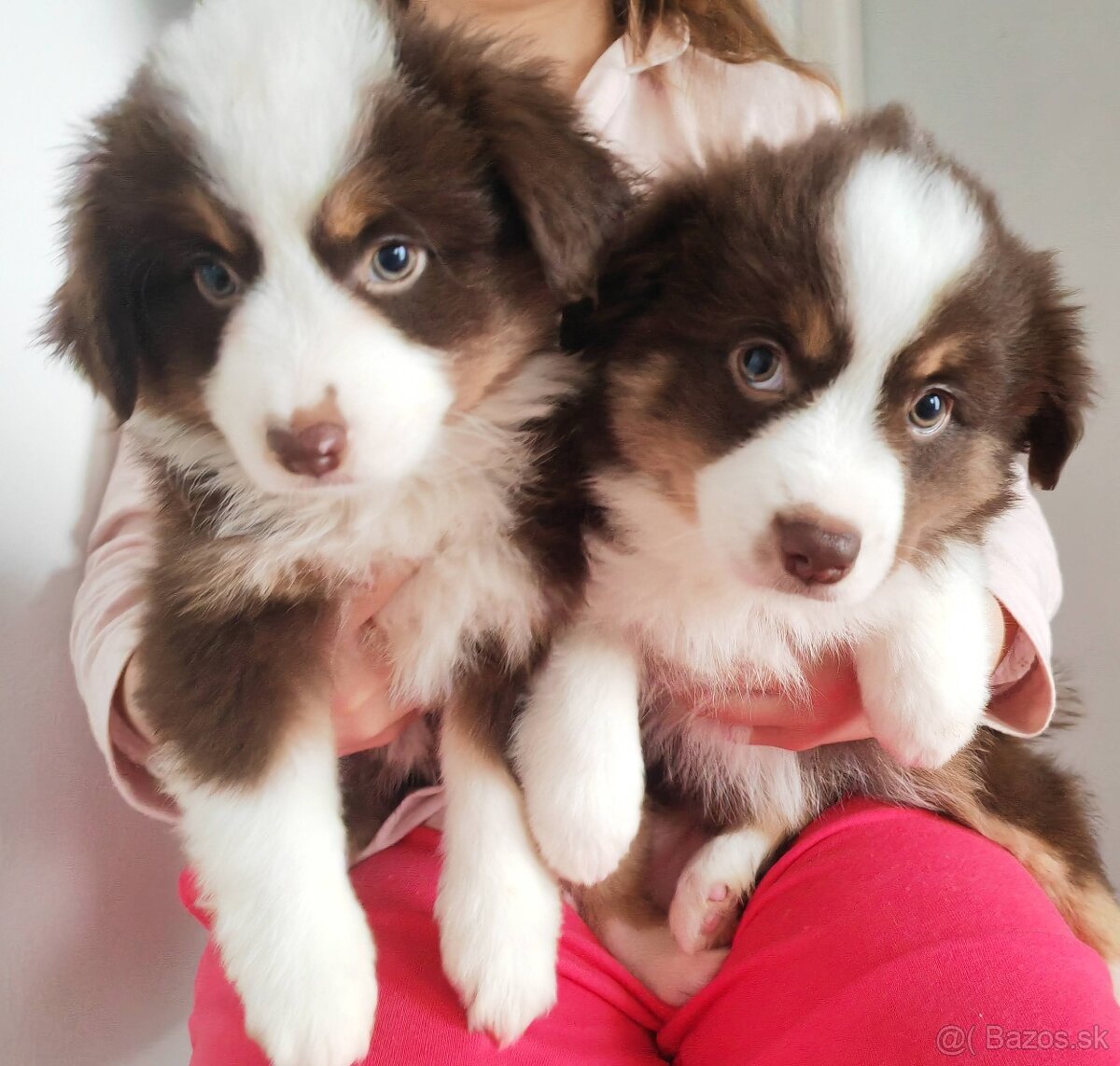 Miniaturní Americký ovčák s PP