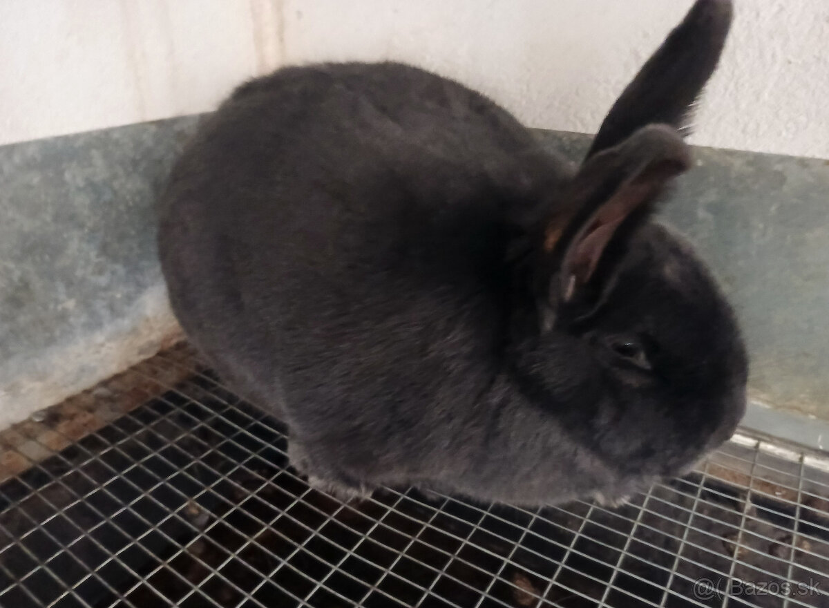 Viedenský modrý a Hyla