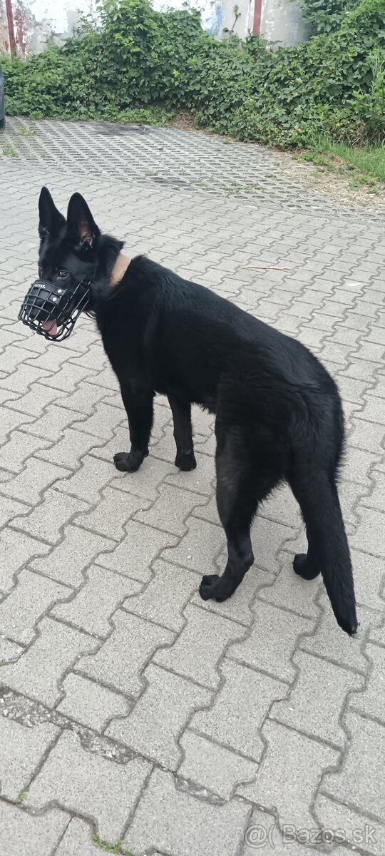 Nemecký ovciak